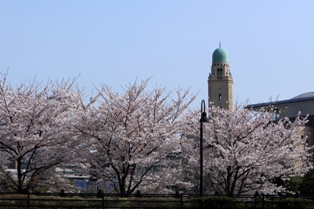 桜並木とクイーンの塔